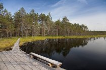Lago tranquilo en Viru Bog, Estonia - foto de stock
