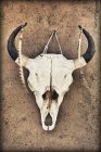 Cow skull hanging on adobe house wall — Stock Photo