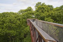 Pasarela de árboles en Kew Gardens, Londres, Inglaterra, Reino Unido - foto de stock