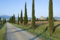 Zypressen und Mohnfelder, Toskana, Italien — Stockfoto