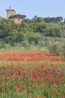 Bellissimo campo fiorito di papaveri e antico edificio cattedrale a Montepulciano, Toscana, Italia — Foto stock