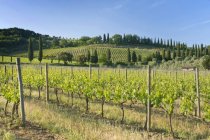 Magnifique vignoble en plein soleil à la campagne, Toscane, Italie — Photo de stock