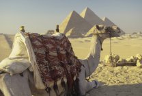 Camelo e pirâmides em Deserto, Gizé, Egito — Fotografia de Stock