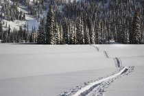 Paysage hivernal avec piste dans la neige blanche, Colombie-Britannique, Canada — Photo de stock
