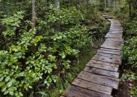 Дерев'яна доріжка через лісові рослини — стокове фото