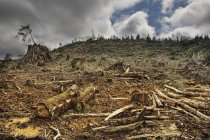 Лісова ділянка з вирубаними деревами і колодами під хмарами — стокове фото