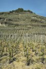Виноградник с растениями и столбами на склоне холма в Германии, Европе — стоковое фото