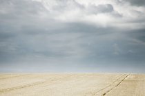 Уборочное поле с золотой пшеницей и тракторными дорожками на пшеничном поле в Англии, Великобритании, Европе — стоковое фото
