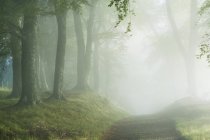 Trail through misty forest with sunlight in fog — Stock Photo