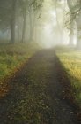 Trail through dense forest in autumn sunlight — Stock Photo