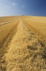 Champ récolté avec des pistes de blé doré et tracteur — Photo de stock