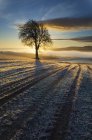 Albero su campo coltivato in inverno al tramonto con retroilluminazione — Foto stock