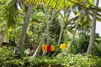 Séchage de vêtements dans la jungle luxuriante verte, Cochin, Kerala, Inde — Photo de stock