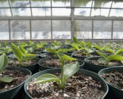 Primo piano dei germogli verdi in vasi da serra al chiuso — Foto stock