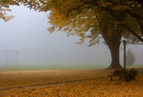 Parque en otoño con follaje amarillo caído y niebla - foto de stock