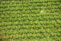 Campo de culturas de repolho com folhas verdes brilhantes, quadro completo — Fotografia de Stock