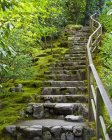 Escalera de piedra al aire libre y vegetación verde exuberante - foto de stock