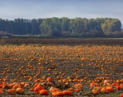 Campo de abóbora cheio de vegetais na temporada de outono, Portland, Oregon, EUA — Fotografia de Stock