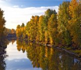 Autumnal woodland trees along river water, Portland, Oregon, USA — Stock Photo