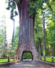 Chandelier drive thru redwood tree in California, USA — Stock Photo