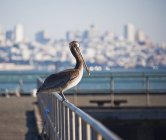 Pelican on pier railing in San Francisco, California, Estados Unidos - foto de stock
