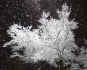 Neve recém-caindo e galhos iluminados de árvores, preto e branco — Fotografia de Stock