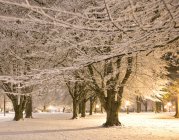 Fresh snow in city park, Portland, Oregon, USA — Stock Photo