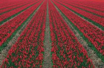 Ряды красных тюльпанов расцветает в поле, полный кадр — стоковое фото