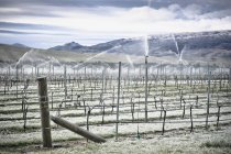 Vitigni con irrigazione invernale, Queenstown, Nuova Zelanda — Foto stock