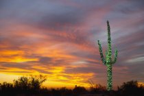 Decorazione natalizia su pianta suguaro al tramonto nel deserto — Foto stock
