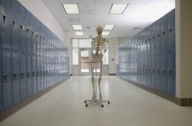 Modello di scheletro nel corridoio del liceo, Winston-Salem, Carolina del Nord, Stati Uniti — Foto stock