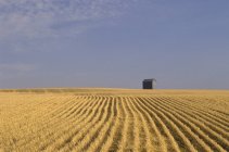 Harvested patterned wheat field and rural barn — Stock Photo
