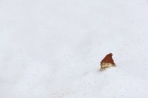 Gnomo de jardín mirando desde la nieve blanca - foto de stock