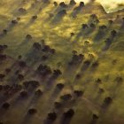 Aerial view of trees in morning mist in California, USA — Stock Photo
