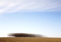 Peupliers dans les champs, Palouse, Washington — Photo de stock