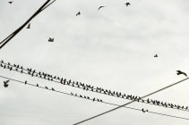 Aves em linhas de energia contra o céu nublado — Fotografia de Stock