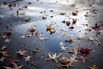Blätter auf nassem Straßenasphalt, Rassel, Washington, USA — Stockfoto