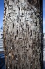 Close-up of telephone pole covered with staples and nails in Seattle, Washington, USA — Stock Photo