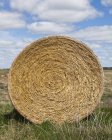 Bale of hay in rural countryside field — Stock Photo