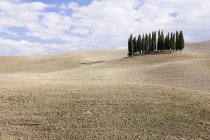 Cipressi nel prato della Toscana, Italia, Europa — Foto stock