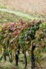 Uvas en colores otoñales en Italia, Europa - foto de stock