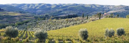 Виноград и оливковые деревья в Италии, Европе — стоковое фото