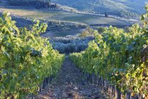 Виноградники и ряд зеленых растений в Италии, Европе — стоковое фото