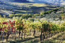 Vinhas e oliveiras em Italia, Europa — Fotografia de Stock