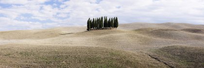 Cypress trees in middle of rolling landscape, San Quirici DOrcia, Tuscany, Italy, Europe — Stock Photo