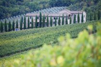 Casale in pietra e vigneto verde in Italia, Europa — Foto stock