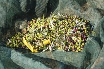 Frisch gepflückte oliven in italien, europa — Stockfoto