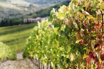 Weinrebenreihen in Weinbergen in Italien, Europa — Stockfoto