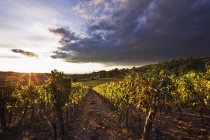 Виноградник під драматичних хмар в сільській місцевості Тоскана, Італія, Європа — стокове фото