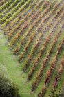 Вид з висоти виноградників рослин в Тоскані, Італія, Європа — стокове фото